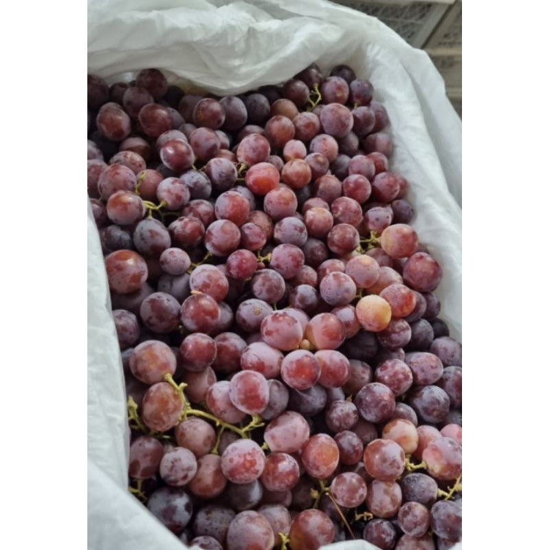 

Anggur red globe 500gram