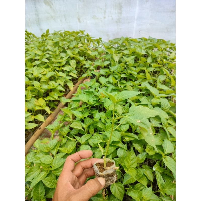 Bibit cabai putih rawit putih japlak isi 25 pcs