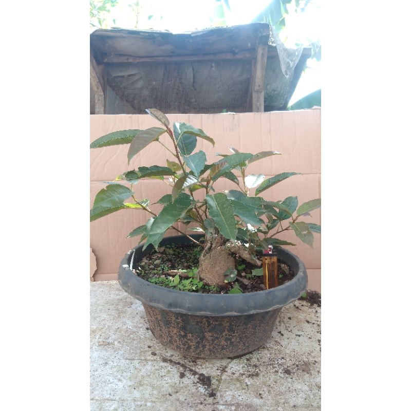 Bunut bogel bahan bonsai