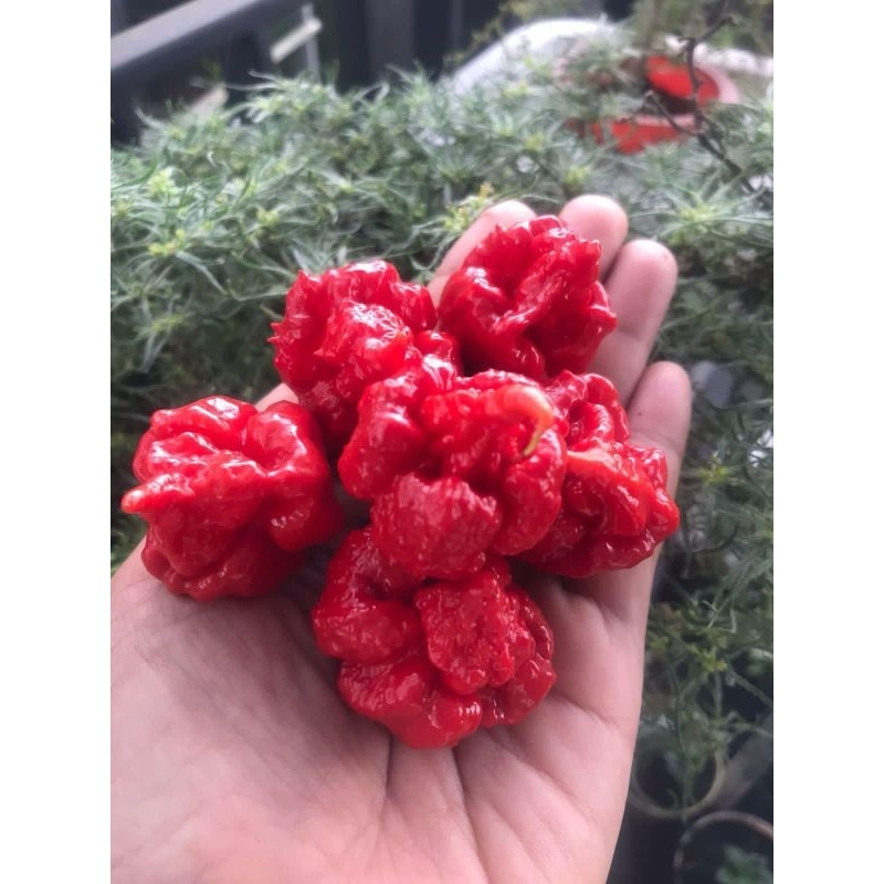 jual benih cabai carolina reaper red