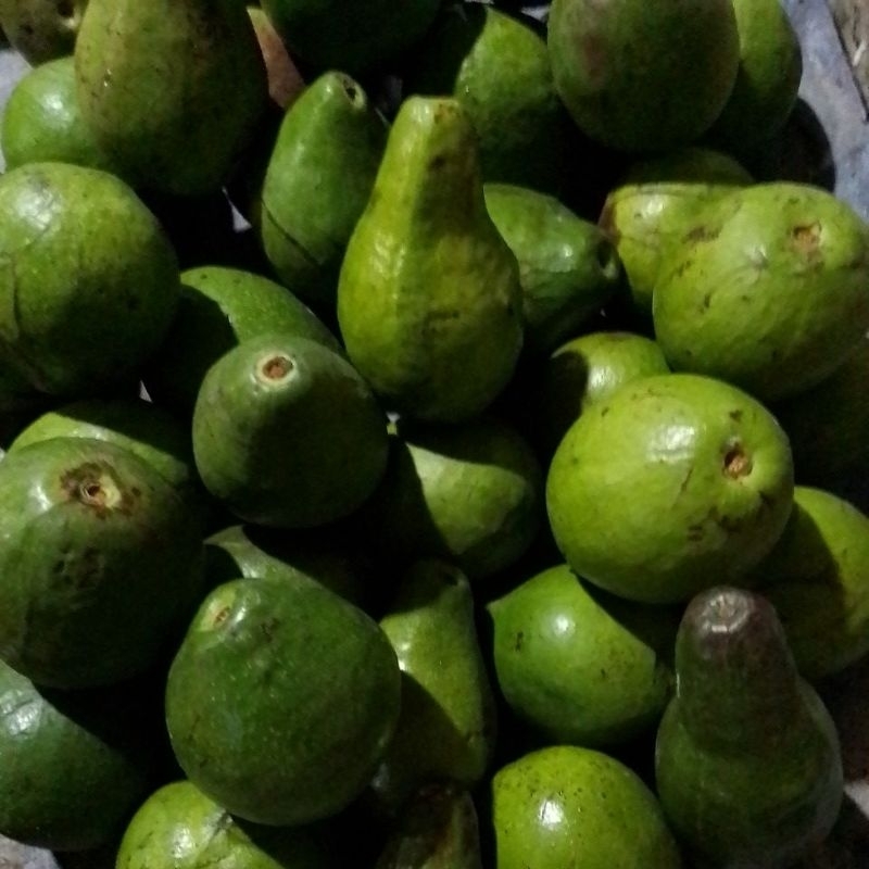 

Alpuket Kediri/mentega asli 38900/kg