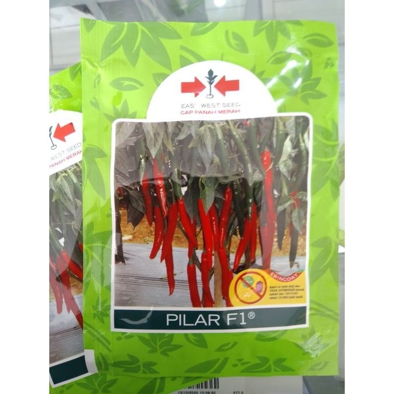 Benih bibit cabe merah besar Pilar F1 1500 butir Tahan virus