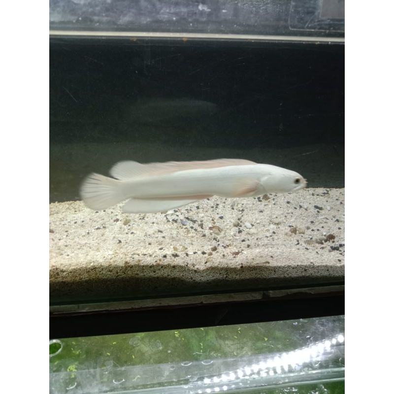chana asiatica platinum