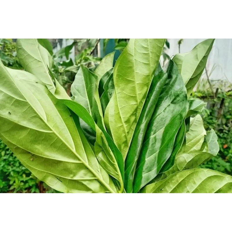 

Daun Mengkudu/Pace Perhelai