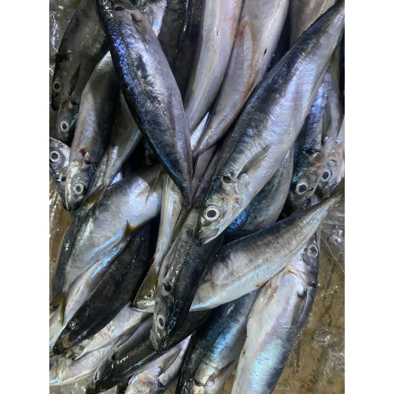

RB ikan layang deles 10-15