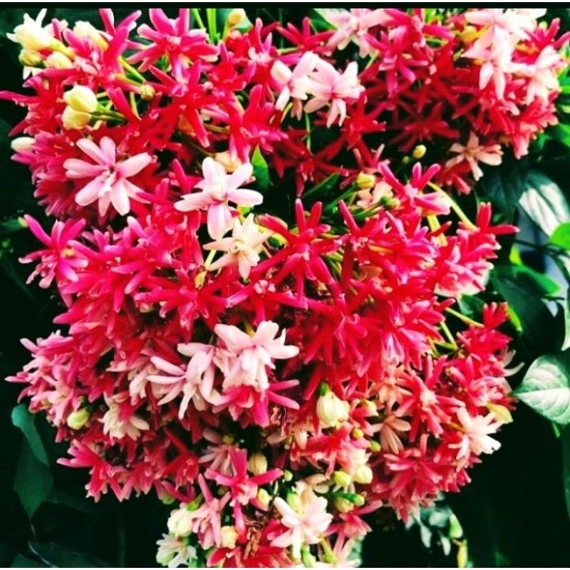 bibit tanaman melati belanda bunga tumpuk