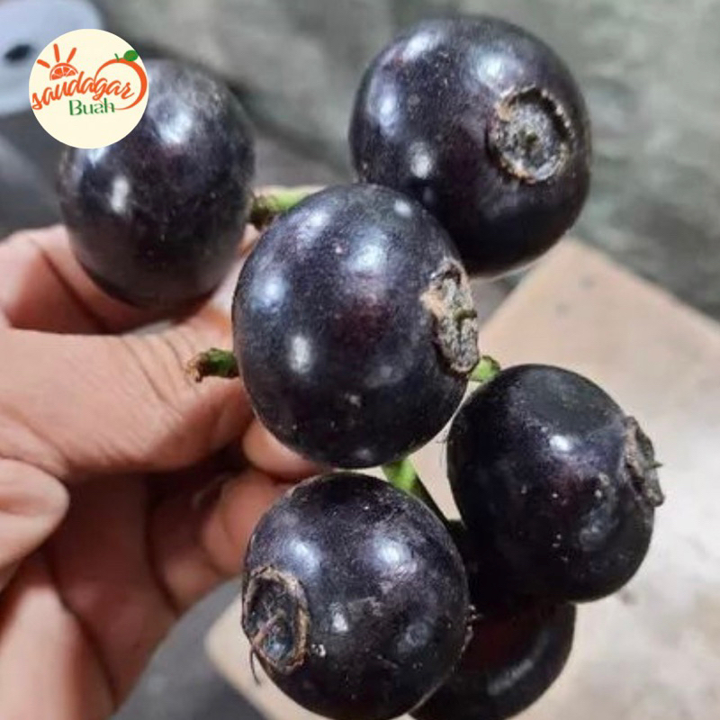 

BUAH GOWOK ATAU BUAH KUPA FRESH