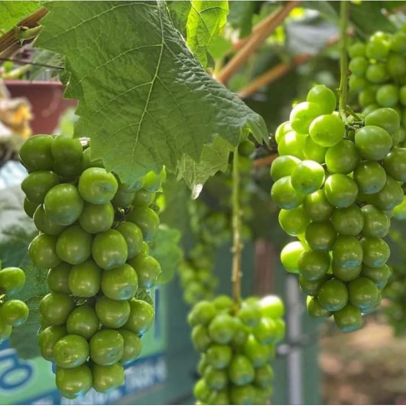 Bibit Anggur Shine Muscat Import Grafting