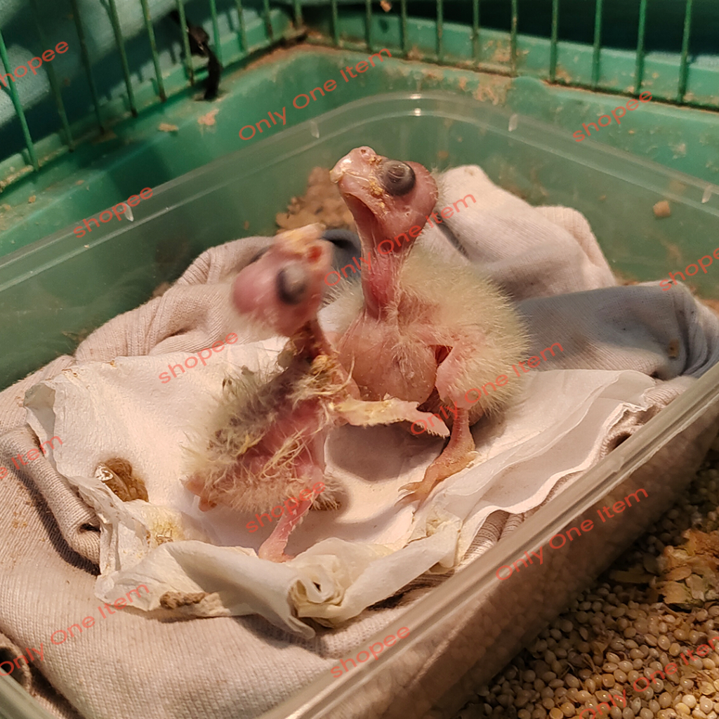 Burung Falk Parkit Australia Cockatiel Jinak Lolohan