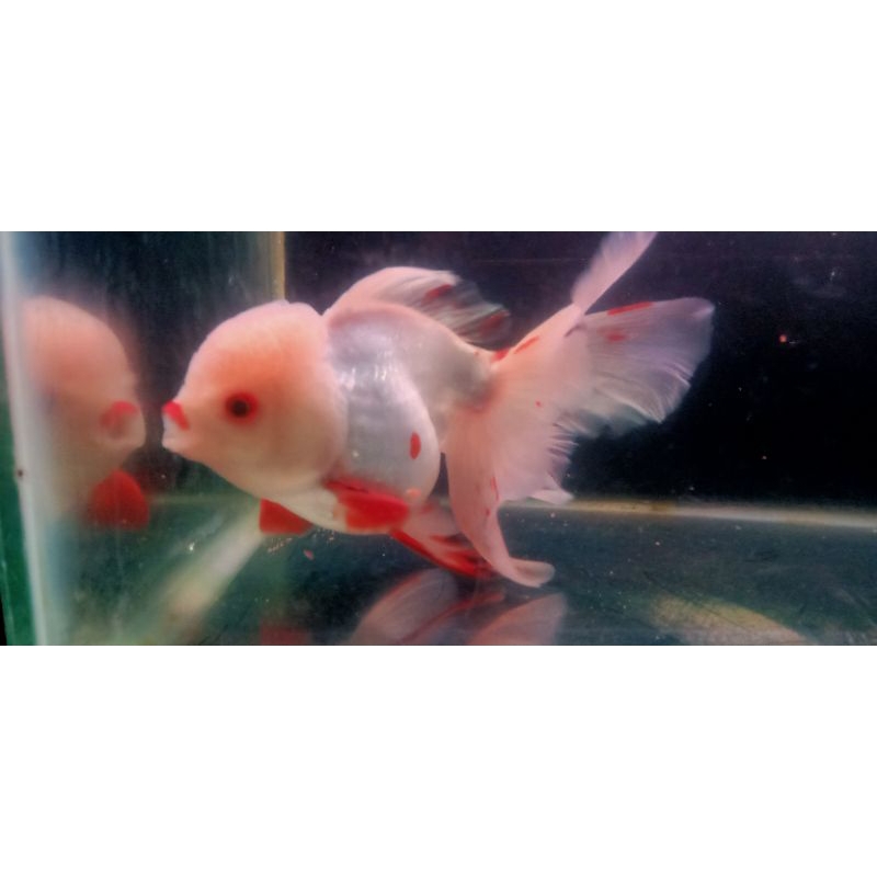 KOKI ORANDA JUMBO