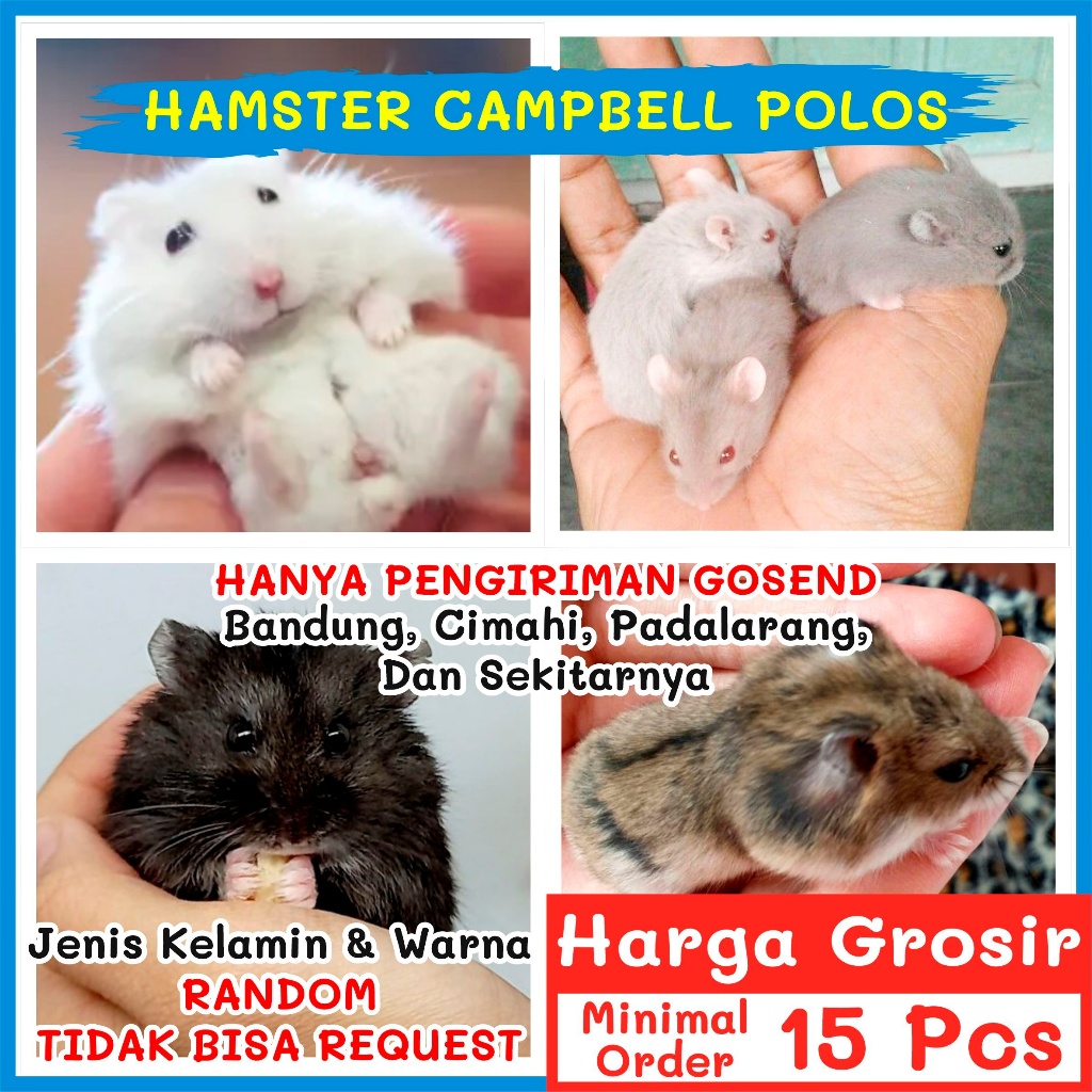 NAYAKA GROSIR KHUSUS GOSEND Hamster Campbell Hewan Cambell Polos 1 Warna Camble Campbel Anakan