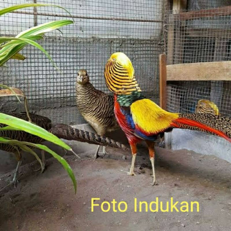 Ayam golden pheasant