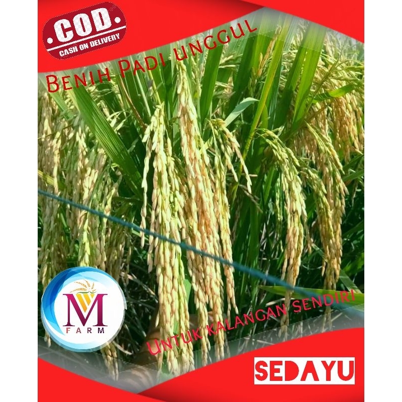 benih padi sedayu 5kg