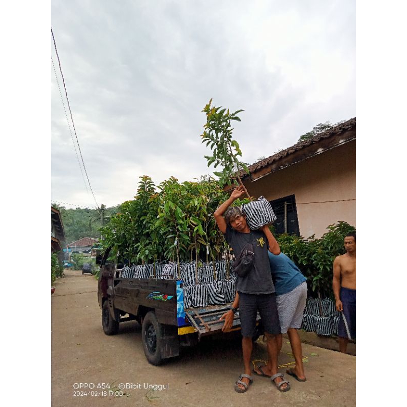 Beli 5 Bonus 1 Bibit Alpukat ( Jenis Bisa di Campur )