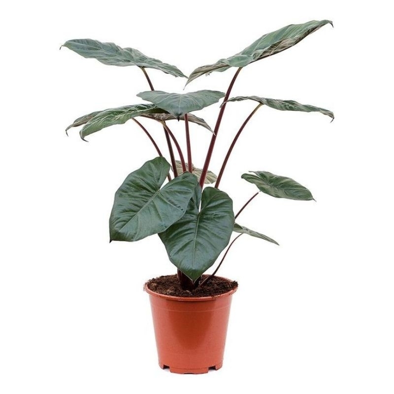Tanaman hias alocasia Yucatan jumbo