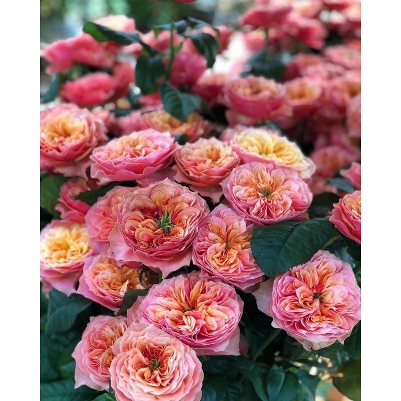 Mawar Import Kensington