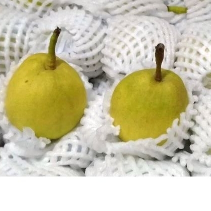 

Buah Pear Xiang Li import