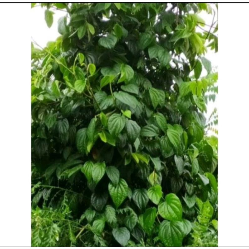 

daun sirih segar daun sirih herbal minimal order 10 daun