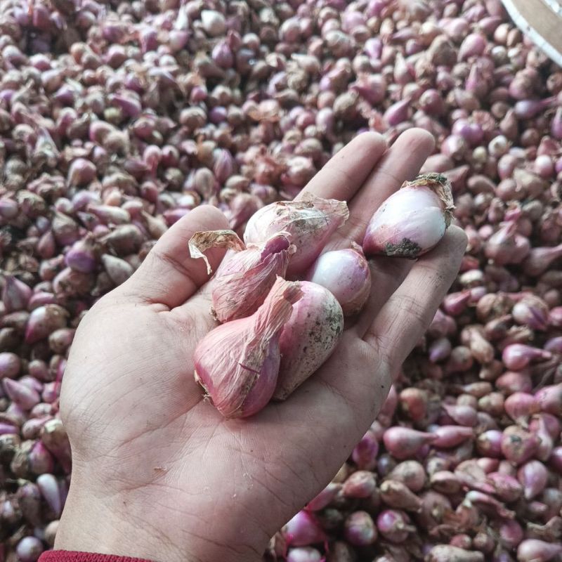 

Bawang merah asli kota jombang langsung dari tani, 18.000/kg