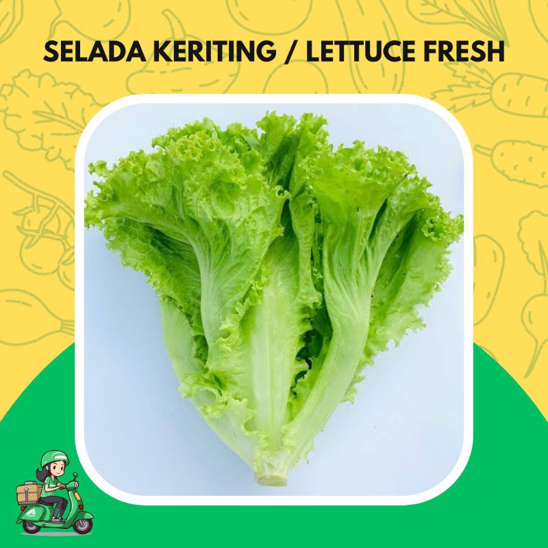 

SELADA KERITING LETTUCE SEGAR berat 1 Kg