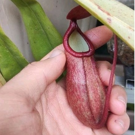 Kantong Semar Nepenthes Merrilliana Hybrid (Tanaman Karnivora/Tavor MERAH MERONA BS JUMBO)