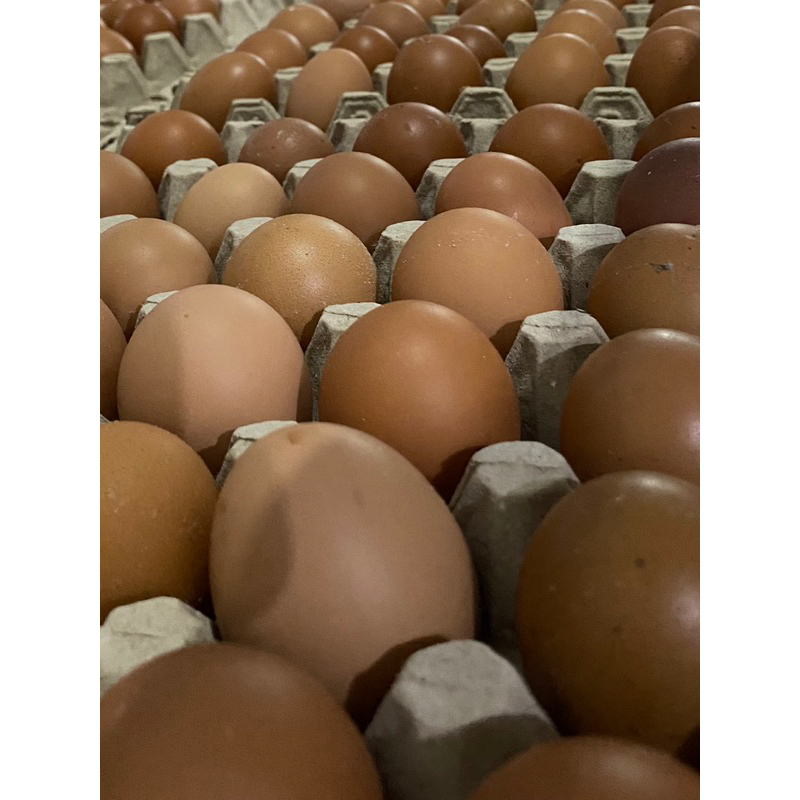 

Telur Ayam per- kilo