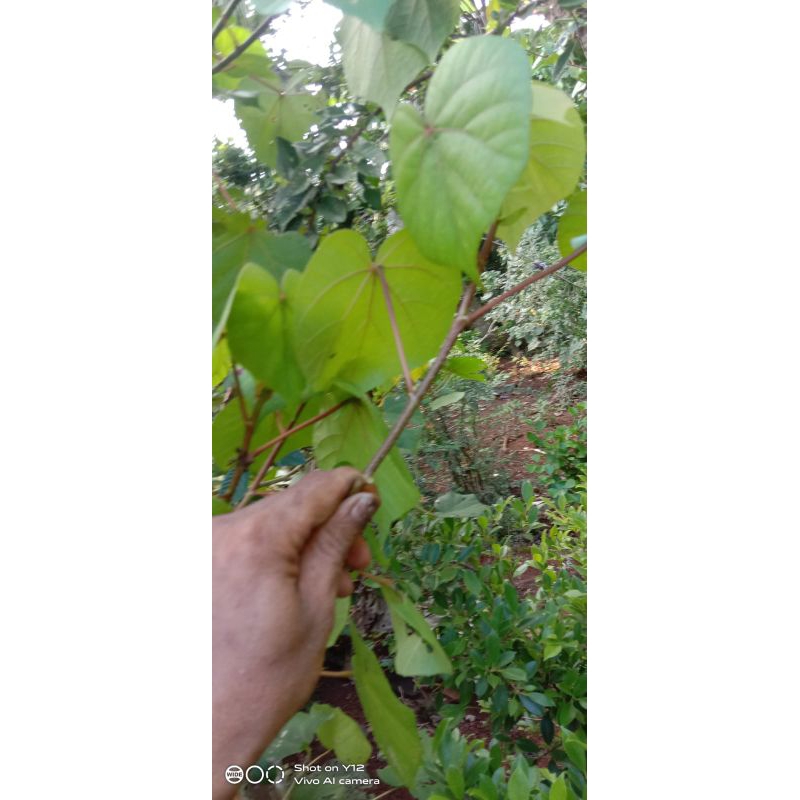 bahan bonsai waru taiwan