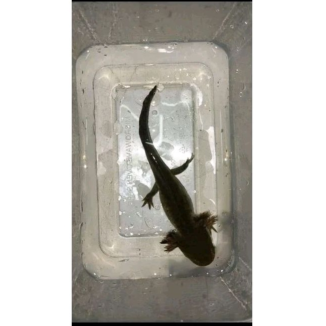 Axolotl Salamander