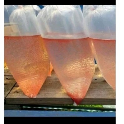 Kutu air pakan Burayak | Ikan Guppy | Ikan Cupang | Ikan Molly