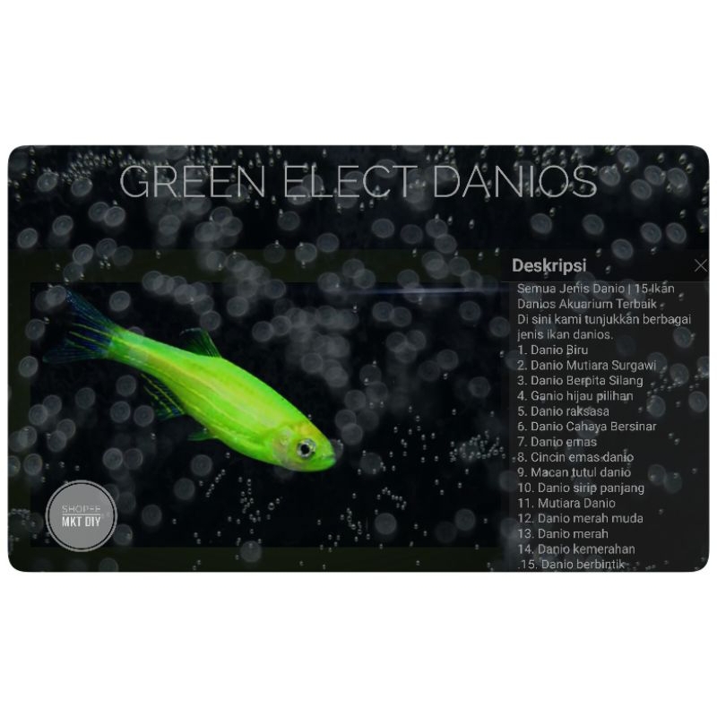 Danio Zebra Hijau Ikan Hias Akuascape Zebra Danio Green Electrik Warna-Warni Glow Fish Makaloci Mura