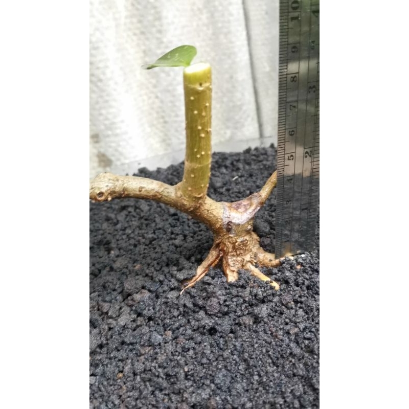 Mame bonsai SANCANG id sancang (Kd002)