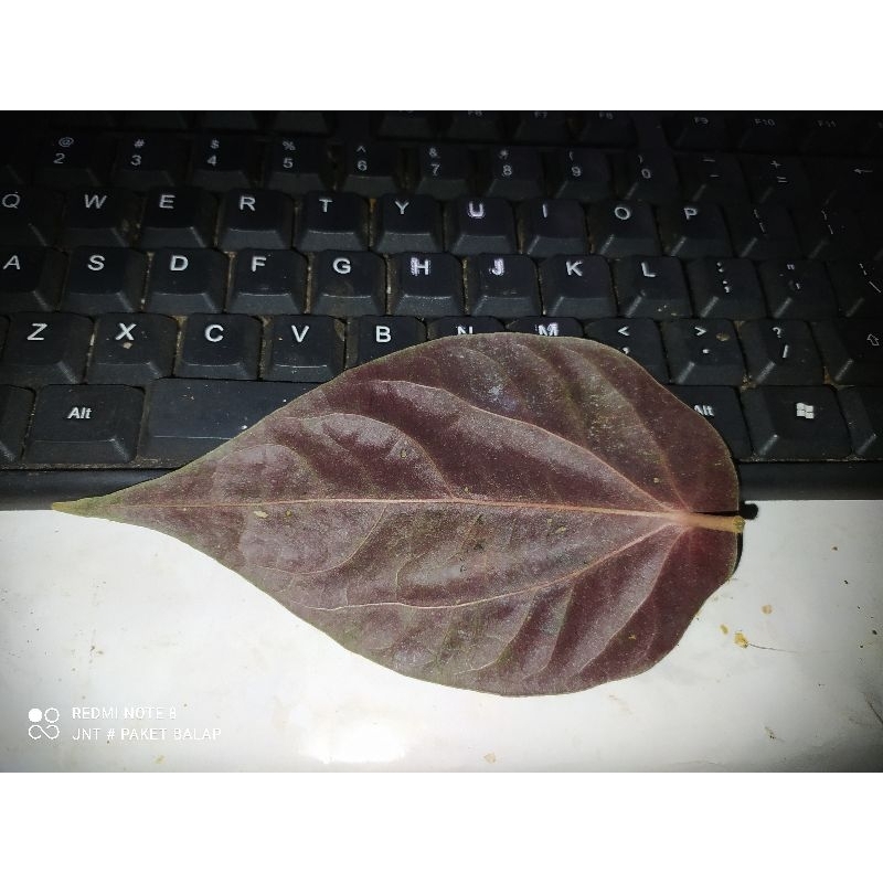 

Daun Sereh Hitam/Merah
