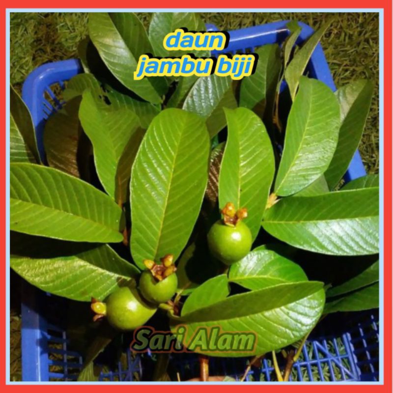 

daun jambu biji segar