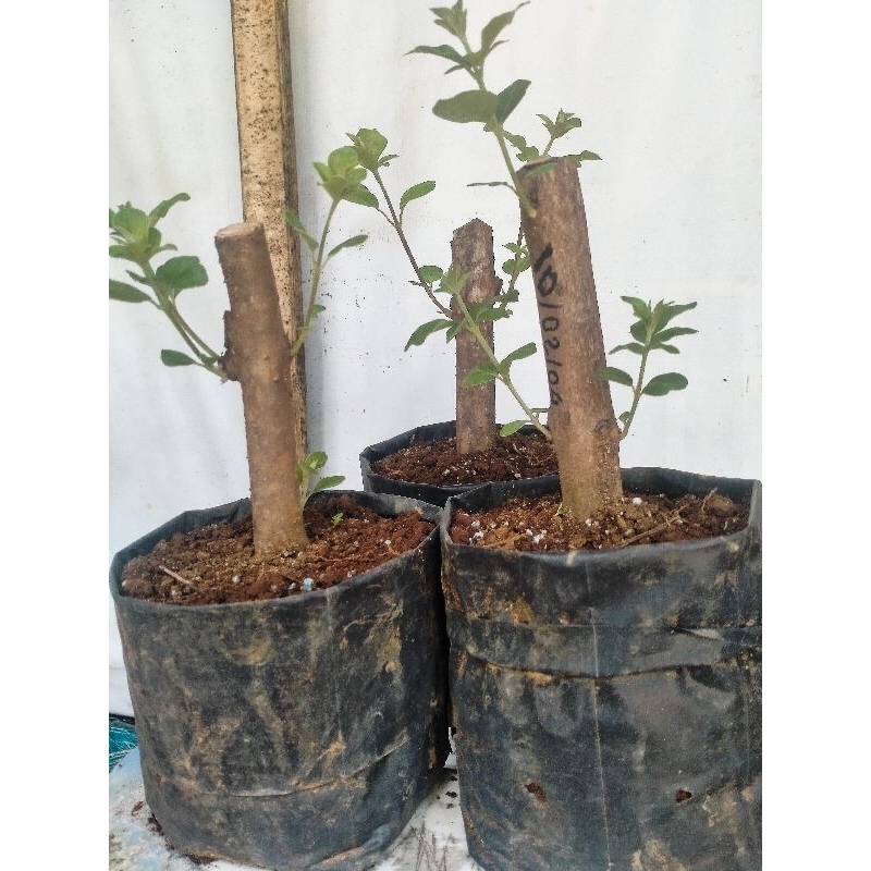 BIBIT GANDASARI/LEGUNDI VARIETAS SUPER PAKET 650 BATANG