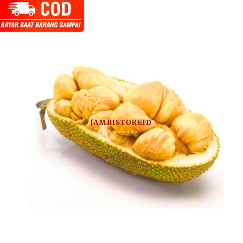 

(JAMBISTOREID) PILIH PENGIRIMAN INSTAN Buah Cempedak 1pcs Fresh Manis Bau Harum Wangi Menyengat Mirip Nangka Lokal Asli Jambi