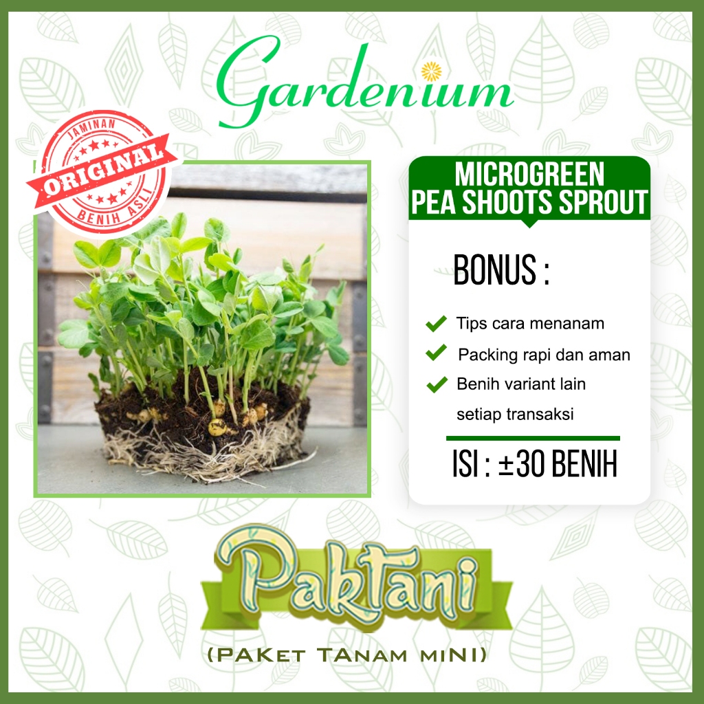 30 Benih Microgreen Pea Shoot Sprout Kacang Polong Dou Miao Benih Unggul Paktani