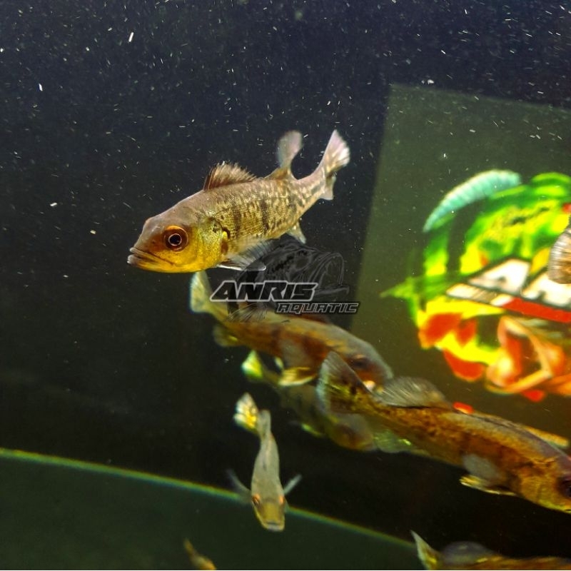 stiker pbass kalberi pinima blue azul