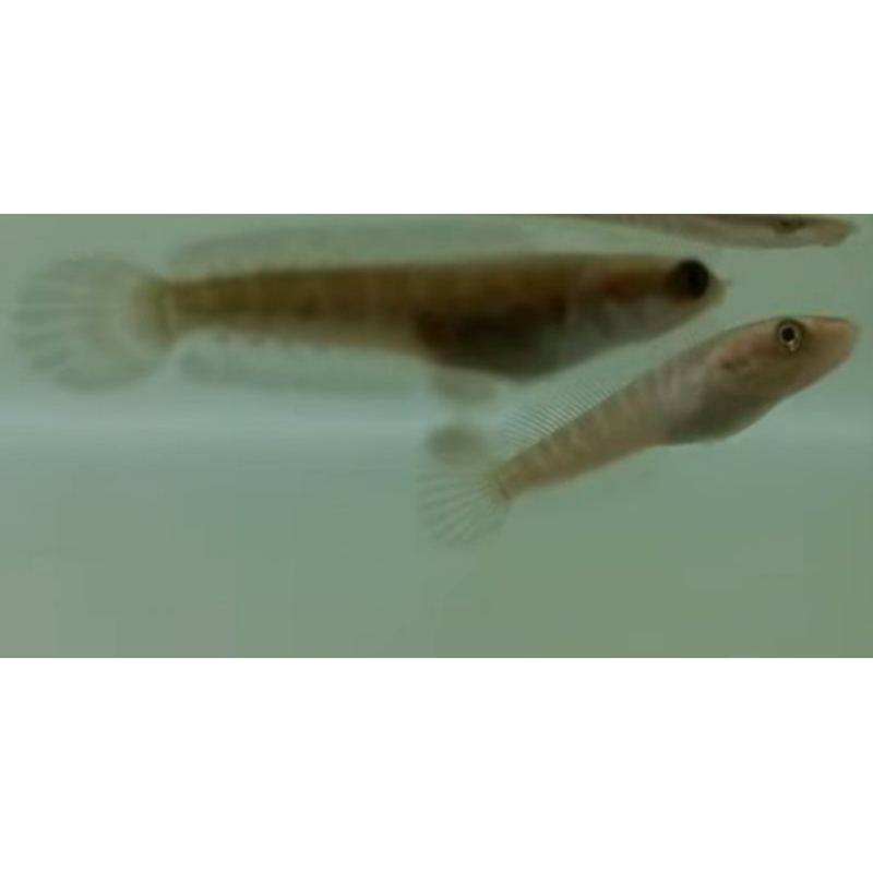 baby Auranti 4,5cm