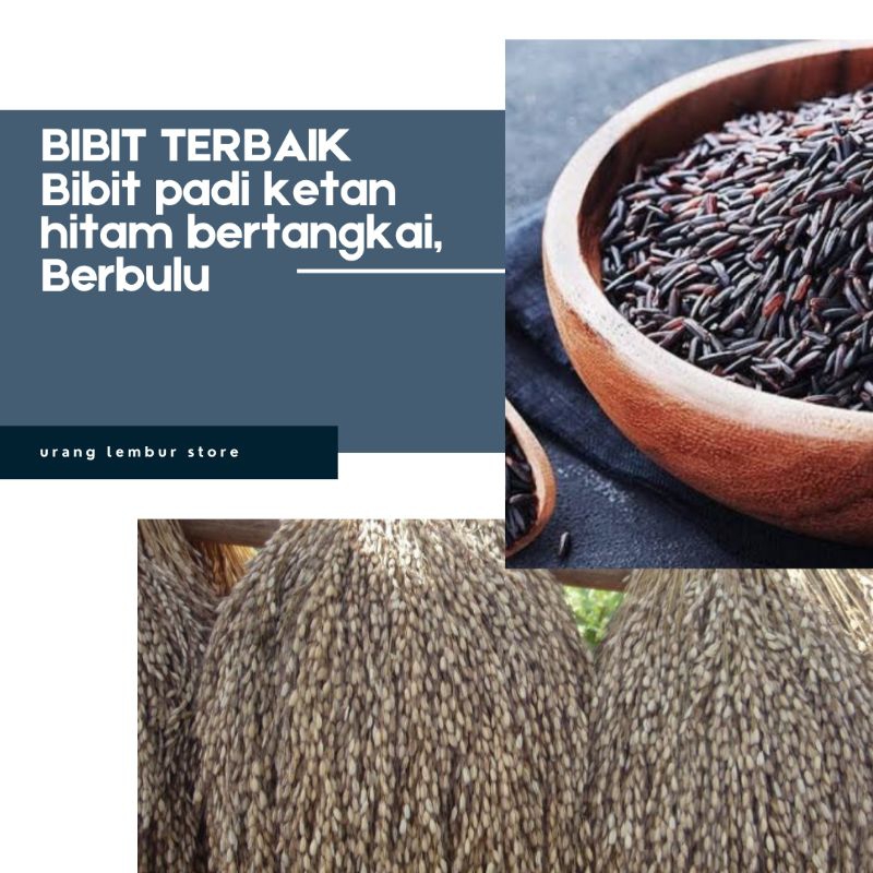 Bibit Padi Ketan Hitam Ranggeuyan 700gram/  Bibit padi ketan hitam Bertangkai / Benih Padi Ketan Hit