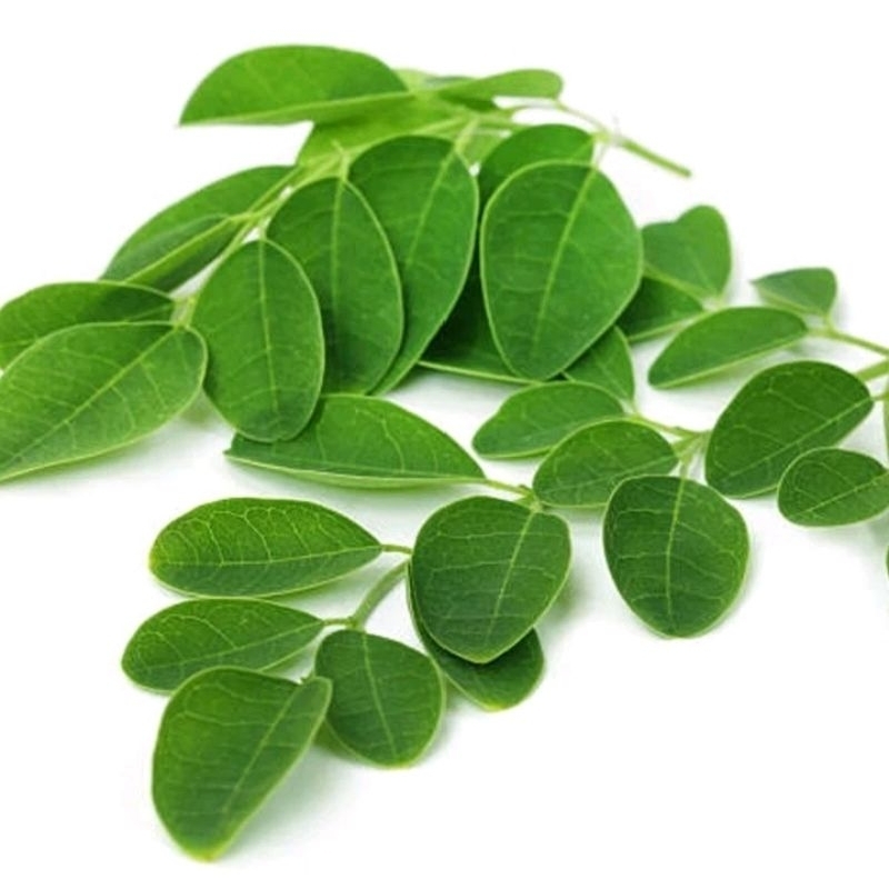 

Daun kelor 1kg Obat herbal kaya manfaat