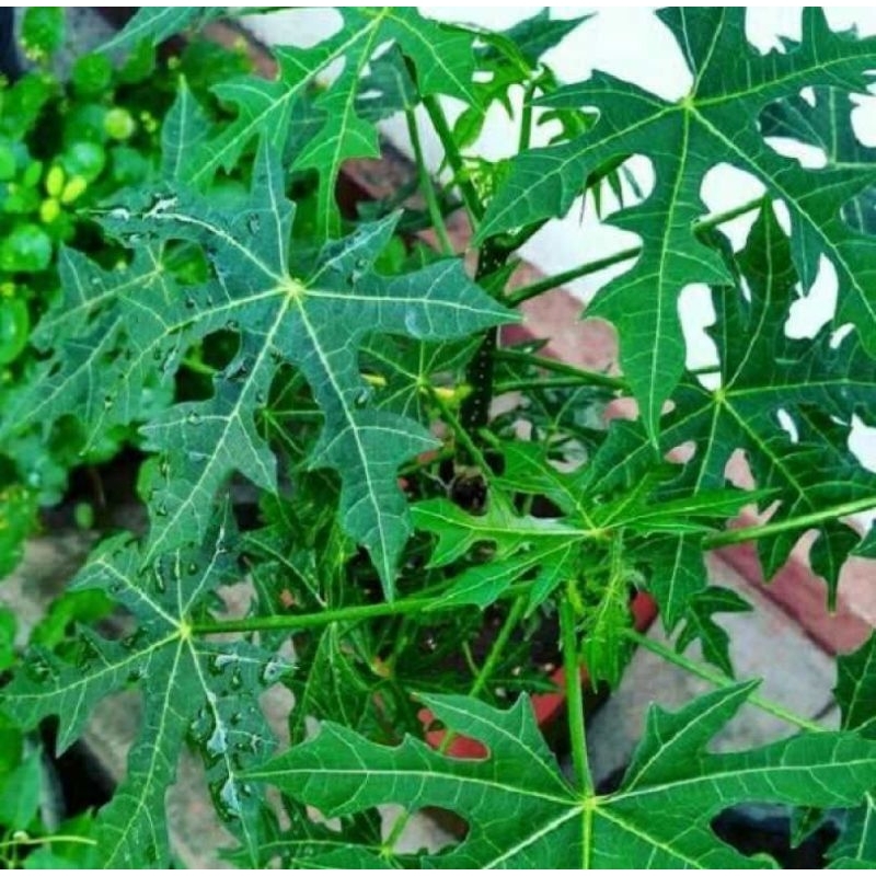 

Daun pepaya jepang 1kg daun gedi segar murah langsung petik