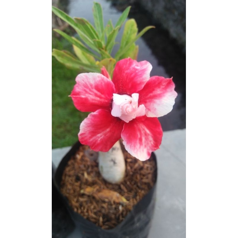 Biji bunga adenium tumpuk