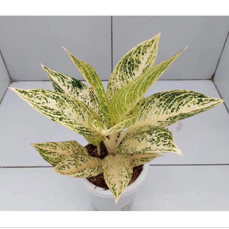 Aglonema Legacy Putih