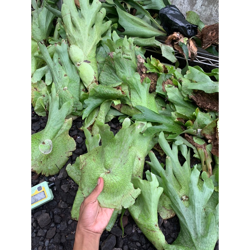 platycerium wandae papua cabutan/kosongan