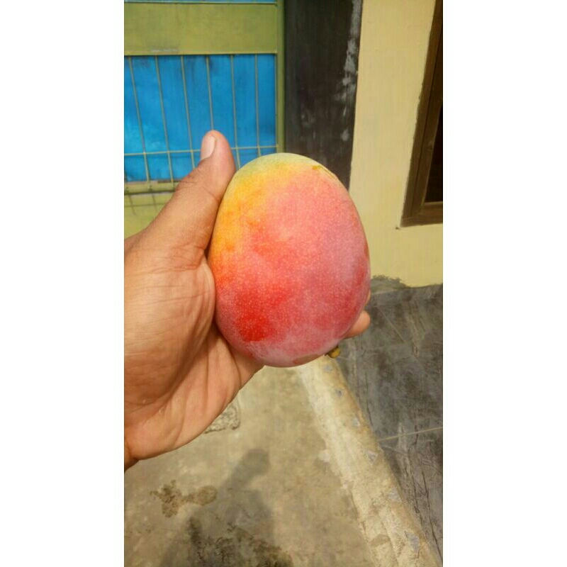 

MANGGA