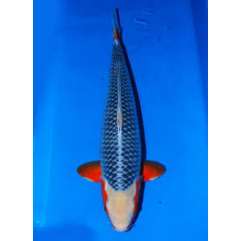 ikan koi asagi size 30-33cm