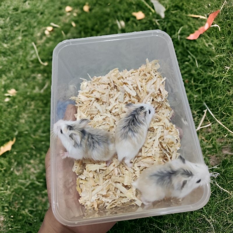 Hamster Roborovski Lucu Jinak dan murah