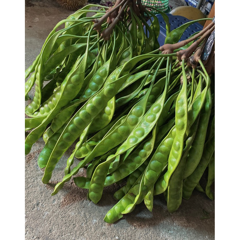 

PETE PETAI PAPAN / LONJORAN PREMIUM