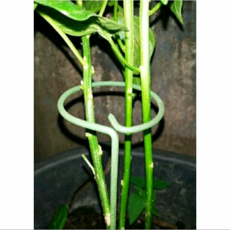 penyangga tanaman / penyangga besi