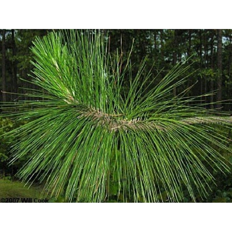 

Daun Pinus segar 1kg murah